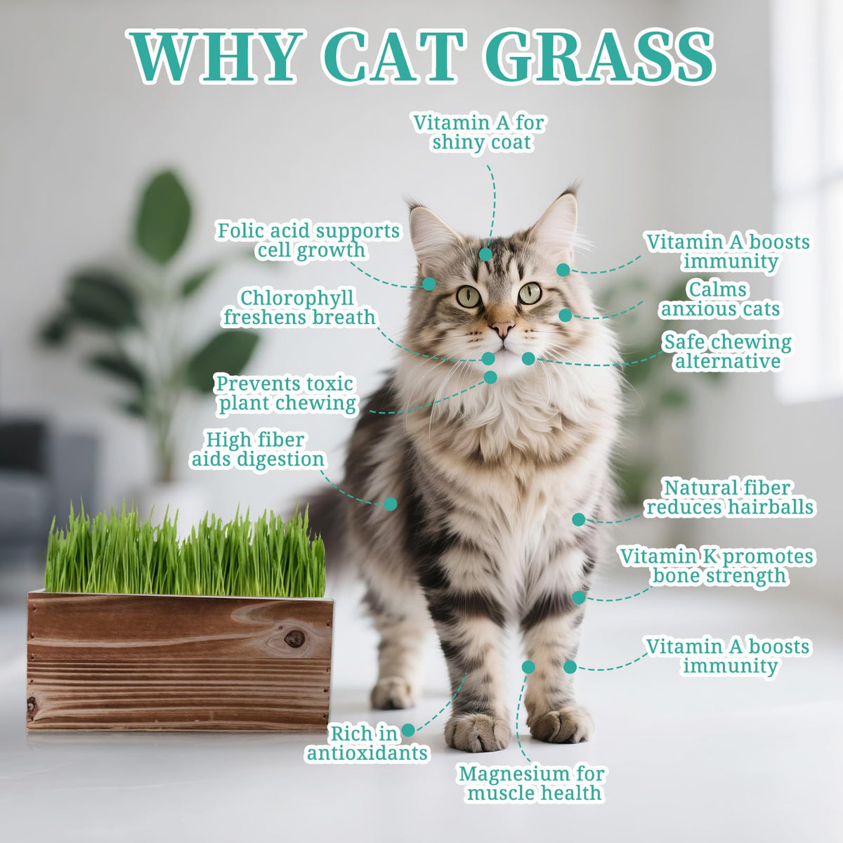 Non-GMO Wheatgrass Cat Grass Kit with Wood Planter Soil & Tools 17-Piece Set N57816