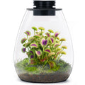 Glass Plant Terrarium with Grow Light I7039